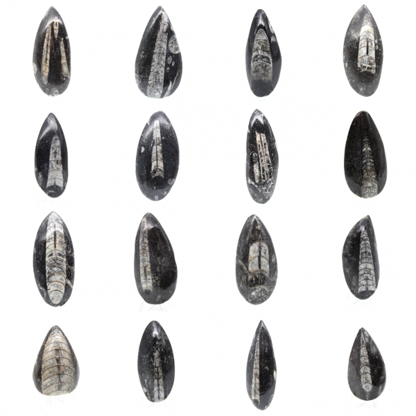 Fossiele orthoceras uit Marokko