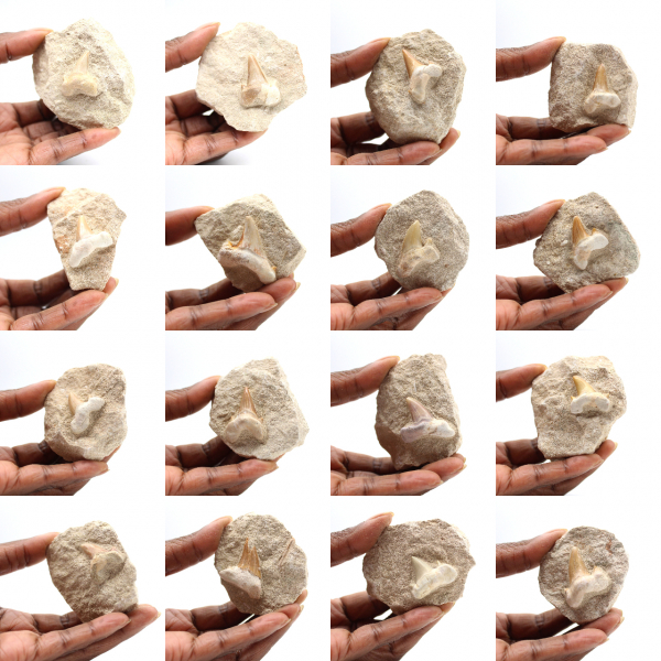 Fossiele tand van Otodus