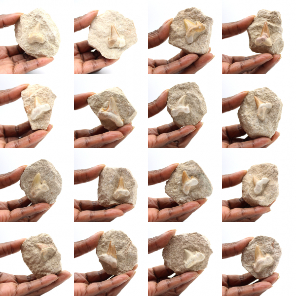 Fossiele tand van Otodus