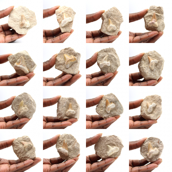 Fossiele tand van Otodus