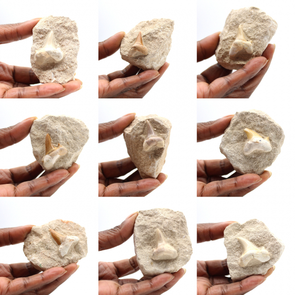 Fossiele tand van Otodus uit Marokko