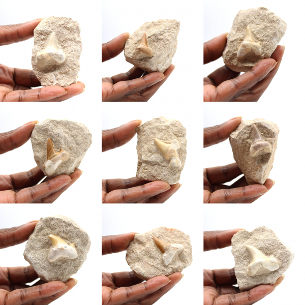 Fossiele tand van Otodus uit Marokko