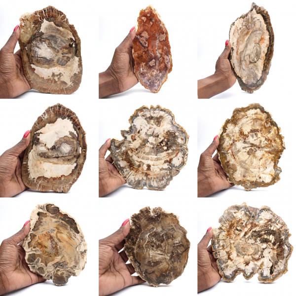 Gepolijste versteende houtplak, klein fossiel ornament, Madagaskar