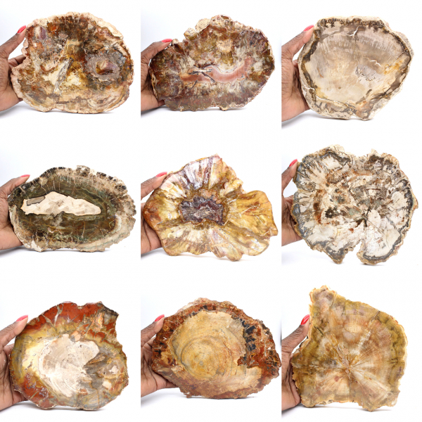 Grote plak versteend hout - Majunga-collectie