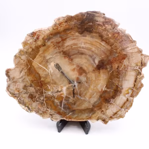 Versteend hout