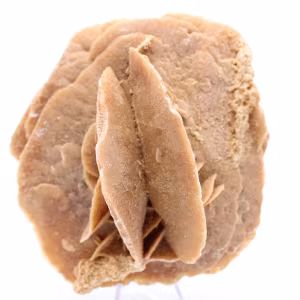 Woestijnroos