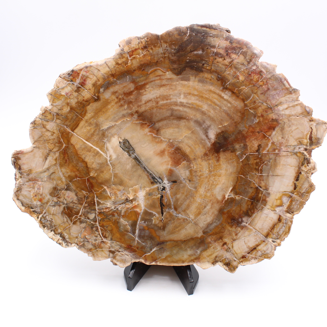 Segment van fossiel hout
