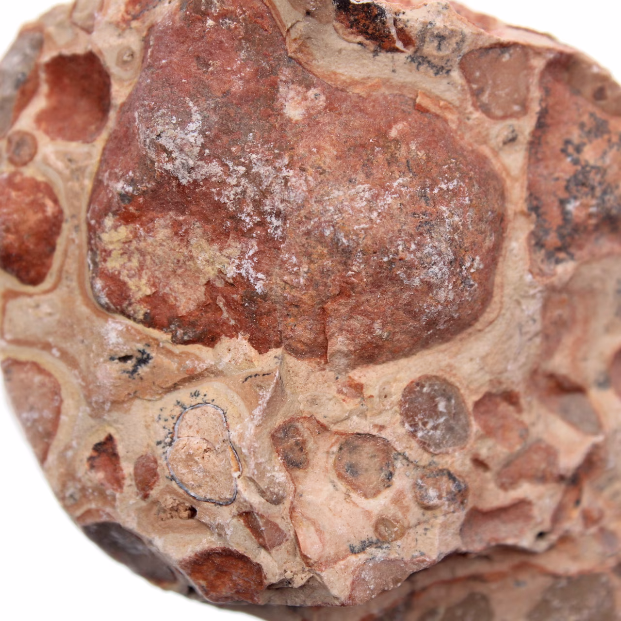 Leopardite
