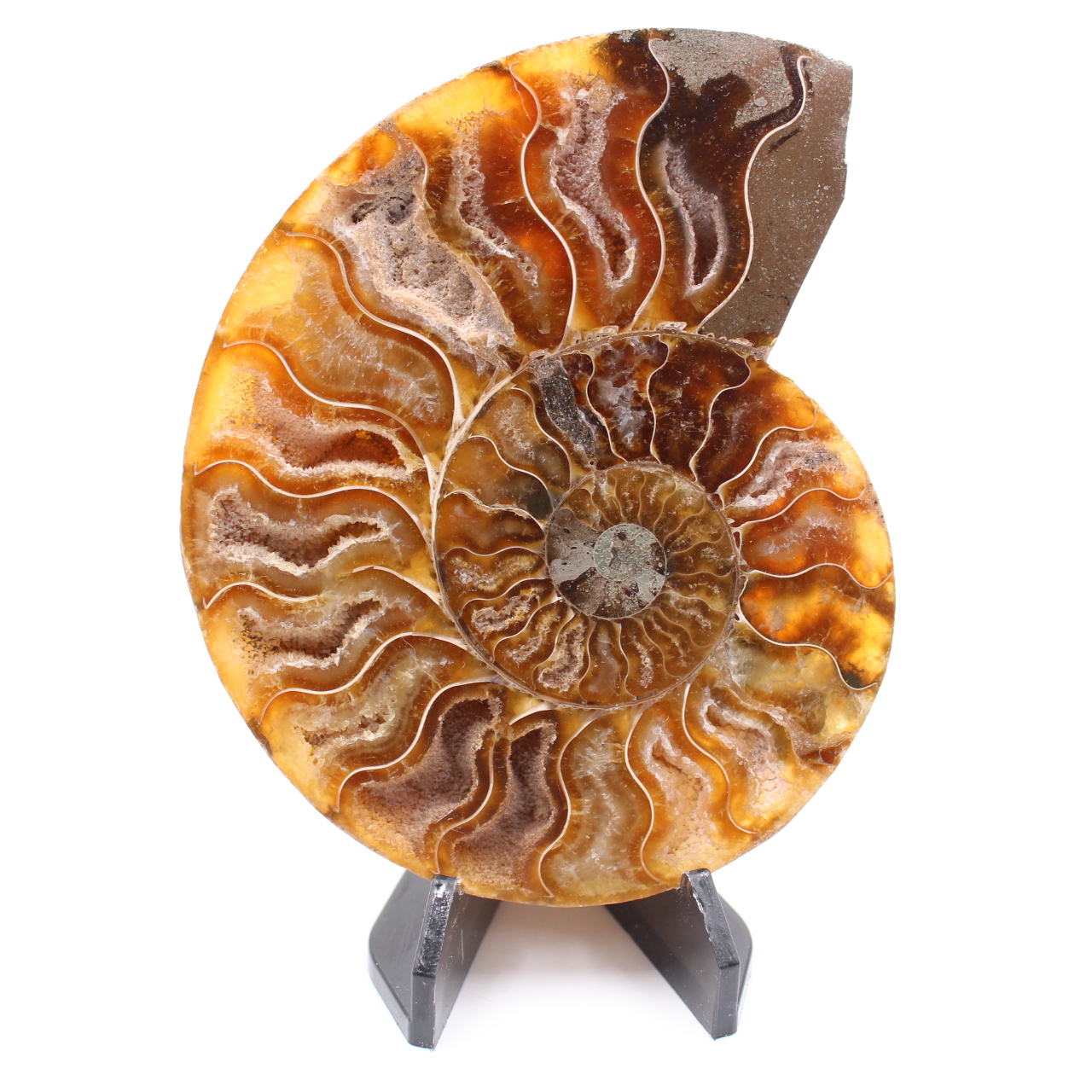 Gepolijst ammonietfossiel