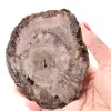 Plak van versteend fossiel hout - 0