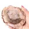 Plak van versteend fossiel hout - 0