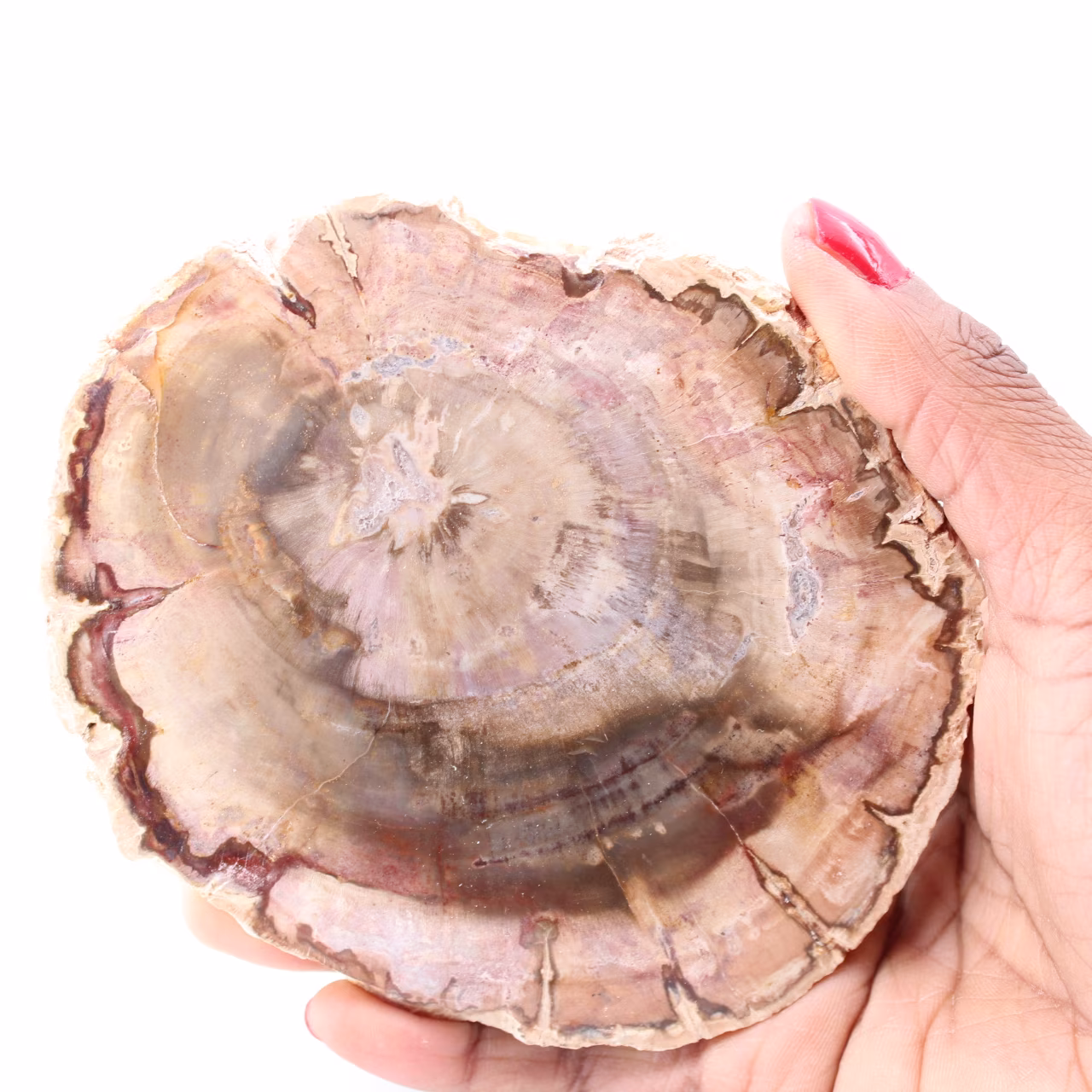 Plak van versteend fossiel hout