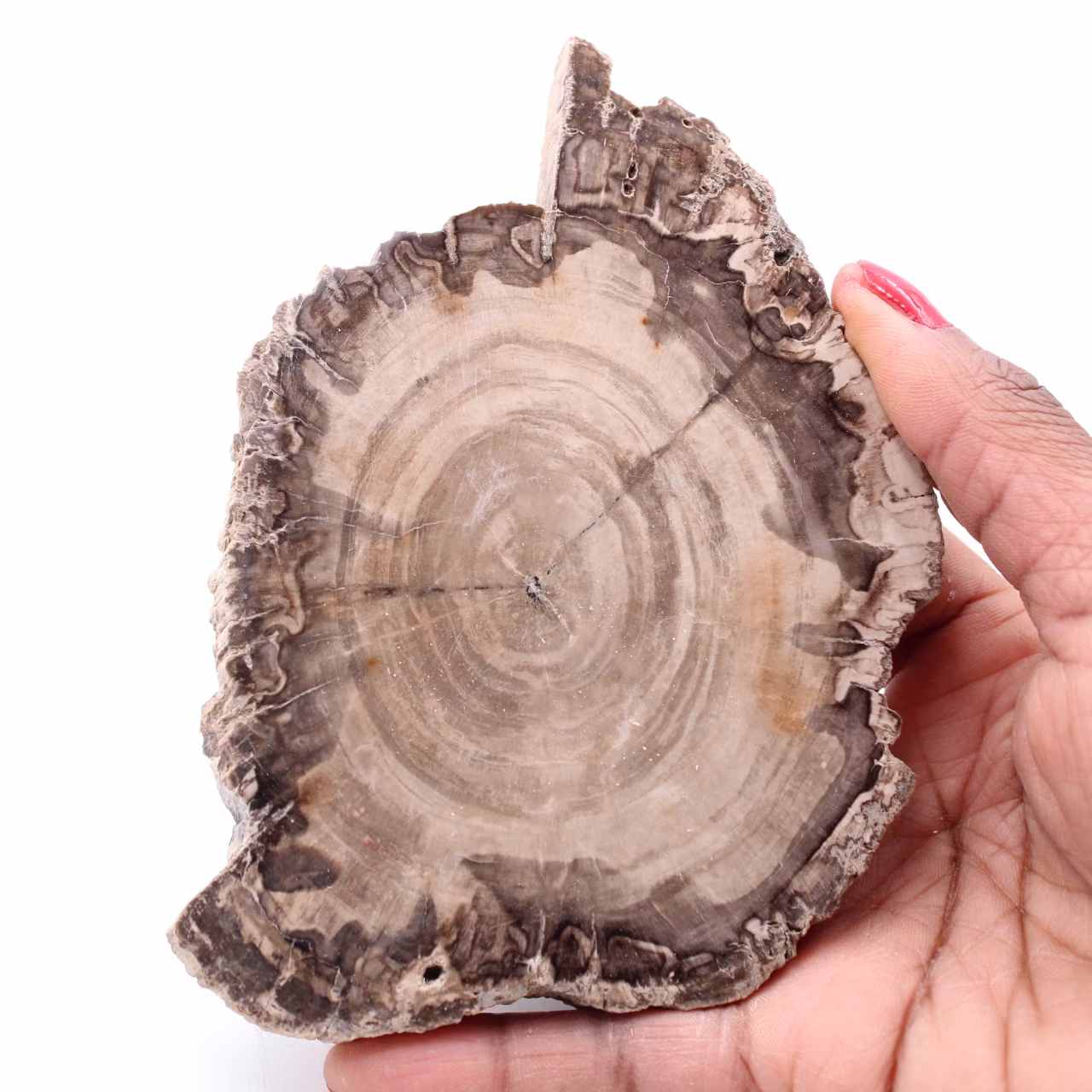 Plak van versteend fossiel hout