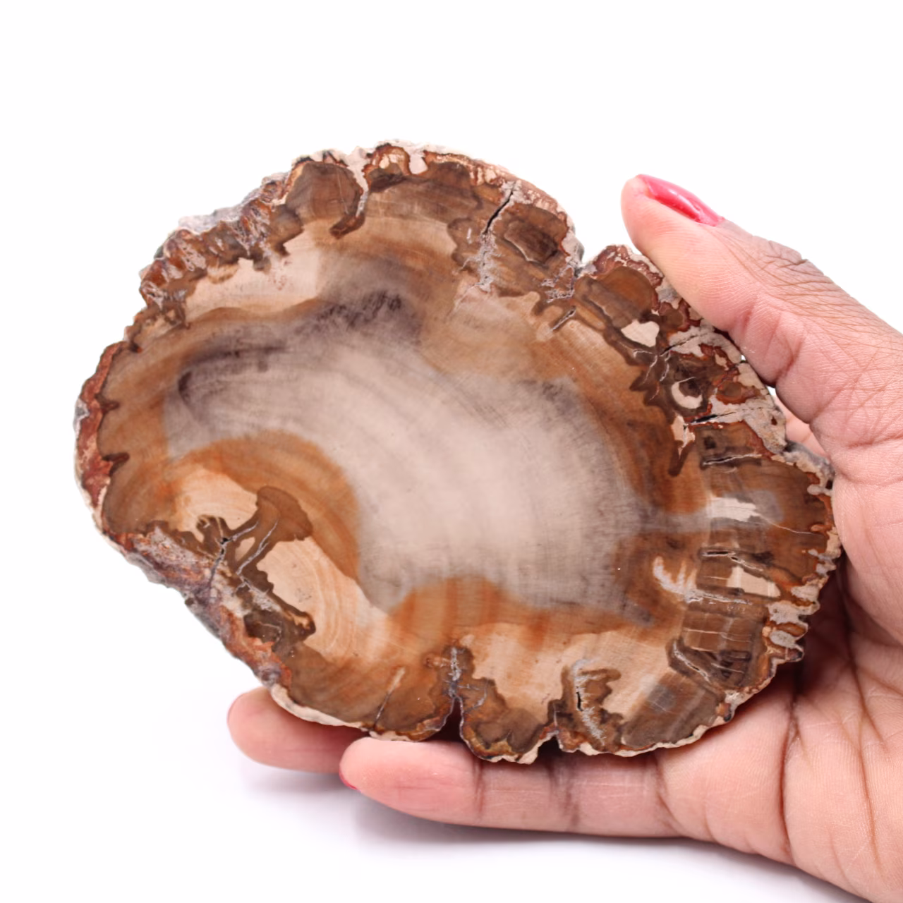 Plak van versteend fossiel hout