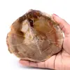 Plak van versteend fossiel hout - 0