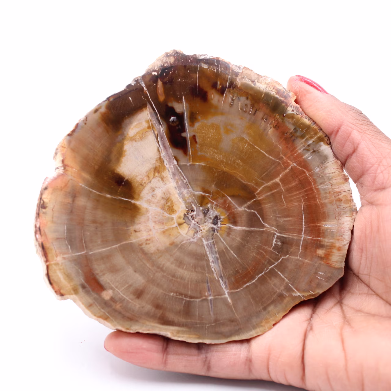 Plak van versteend fossiel hout