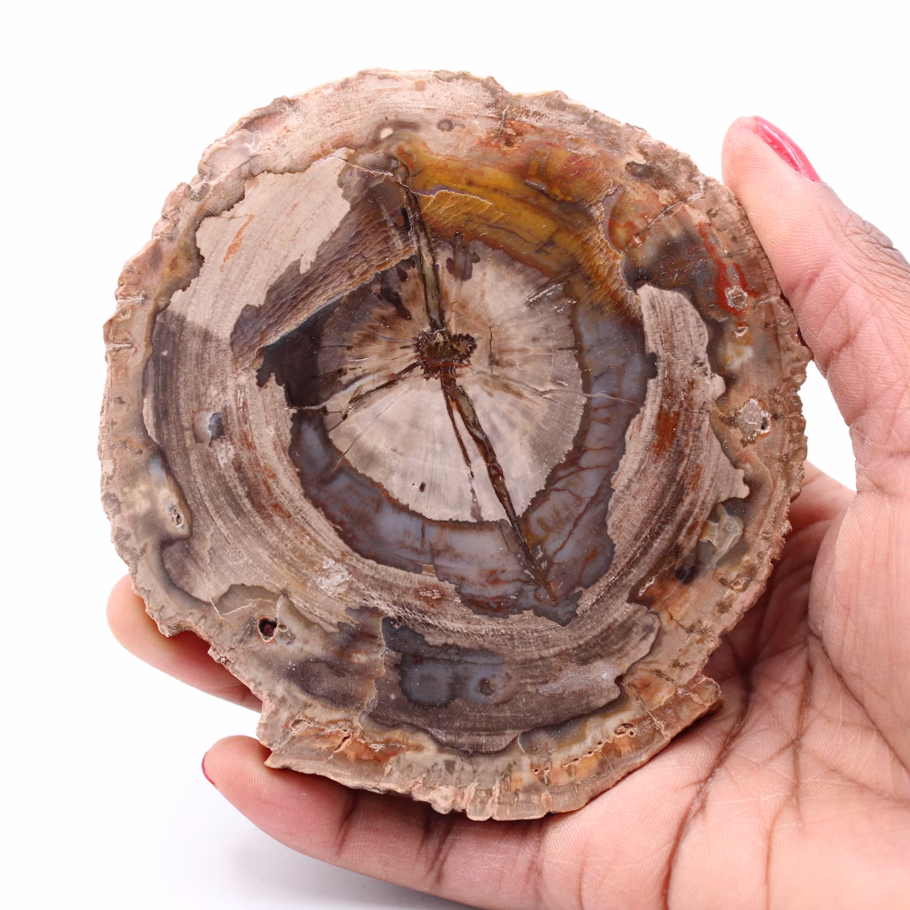 Plak van versteend fossiel hout