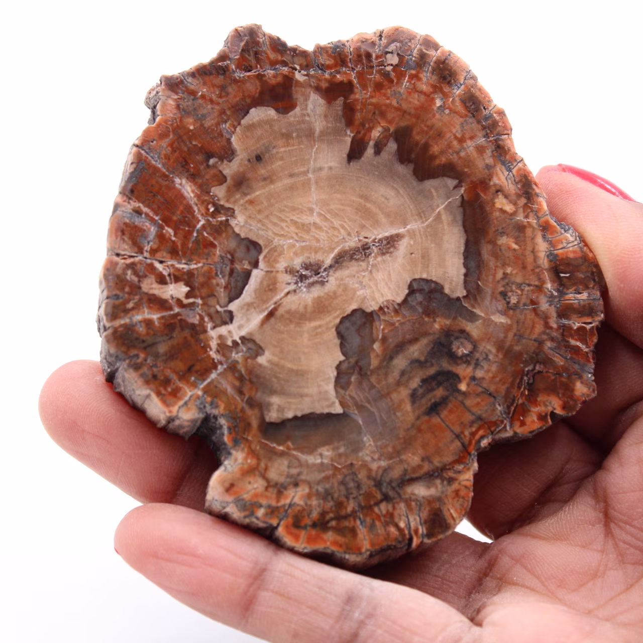 Plak van versteend fossiel hout