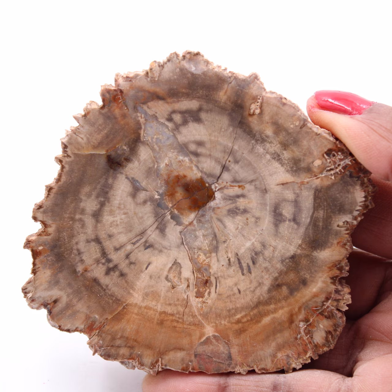 Plak van versteend fossiel hout