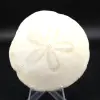 Scutella, fossiele zee-egel - 0