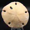 Scutella, fossiele zee-egel - 0