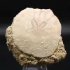 Scutella, fossiele zee-egel - 0
