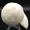 Scutella, fossiele zee-egel - 0