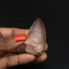 Mosasaurus fossiele tand uit Marokko - 0