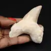 Fossiele tand uit Marokko, haai - 0