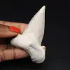 Haai fossiele tand specimen - 0