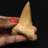 Gefossiliseerde tand van Otodus obliquus haai - 0