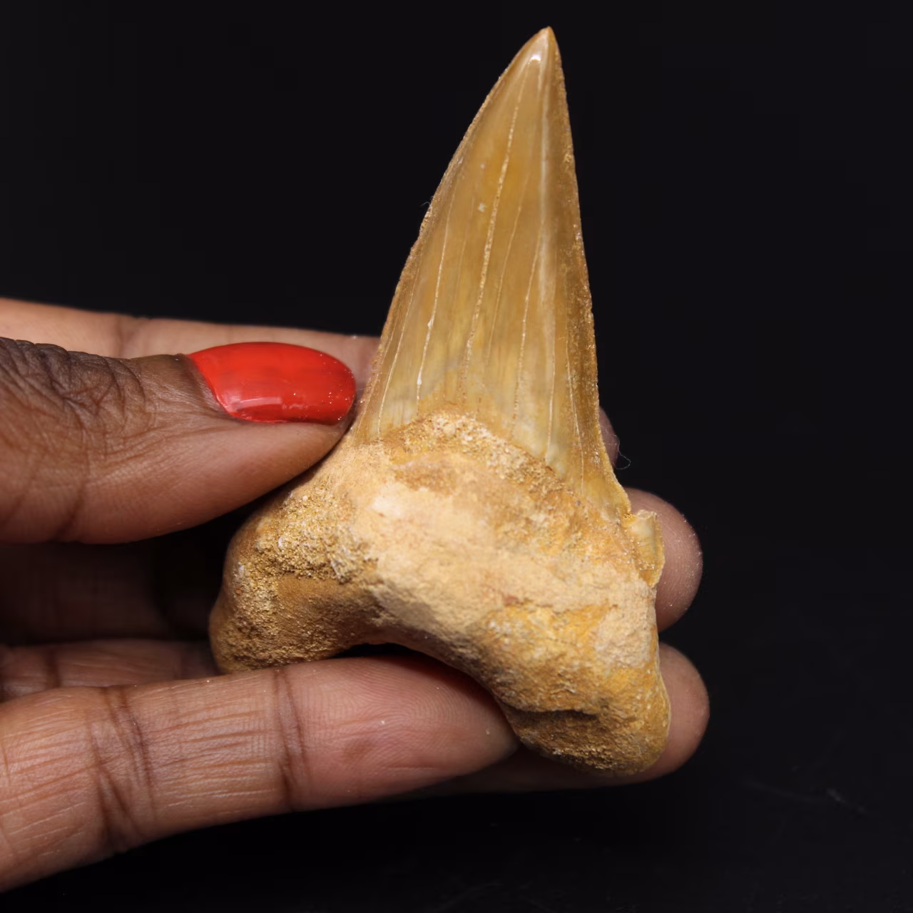 Gefossiliseerde tand van Otodus obliquus haai