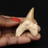 Fossiele Otodus obliquus tand - 0
