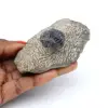 Gefossiliseerde trilobiet op matrix uit Marokko - 0