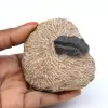 Trilobietfossiel in matrix - 0