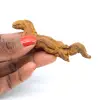 Reptiel coproliet - 0