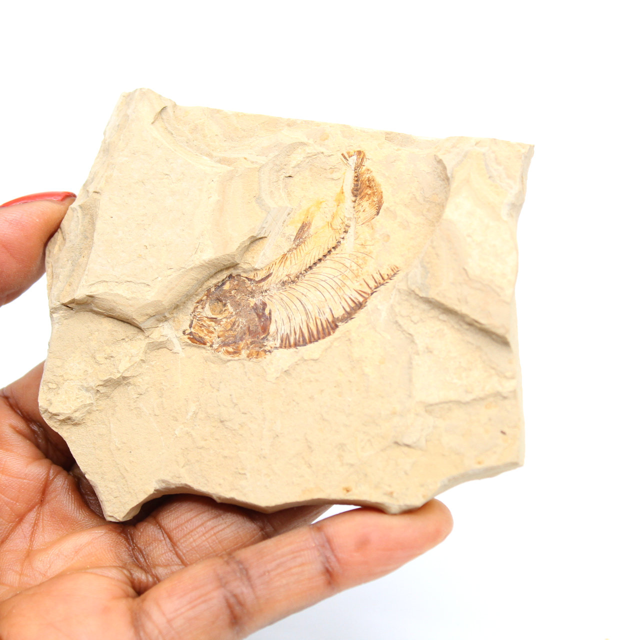 Fossilisering van vis uit Marokko