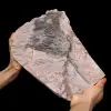 Versteende crinoid, zeelelie, uit Marokko from - 0