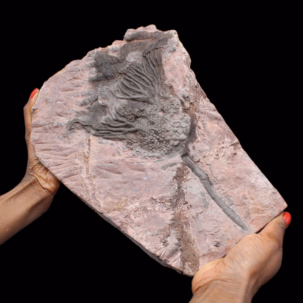Versteende crinoid, zeelelie, uit Marokko from