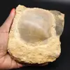 Fossiele schelp - 0