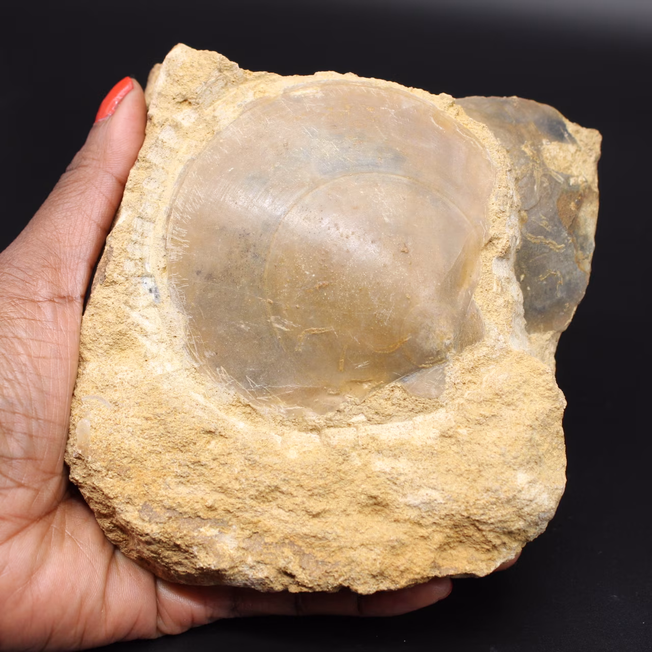 Fossiele schelp