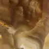 Kalcitstenshonung från Madagaskar - 5