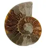 Ammoniet uit Madagaskar - 0