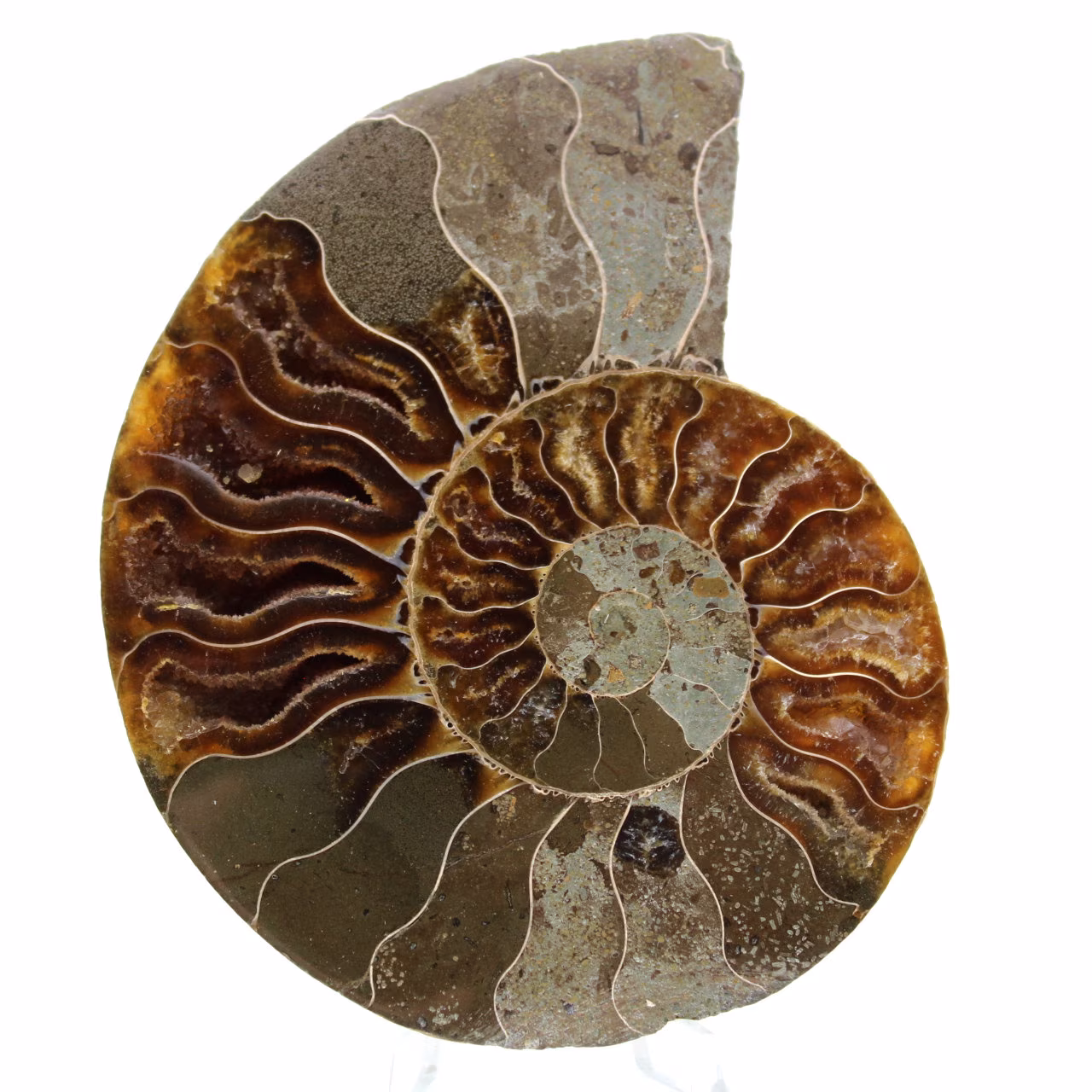 Ammoniet uit Madagaskar