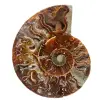 Fossiele ammoniet uit Madagaskar - 0