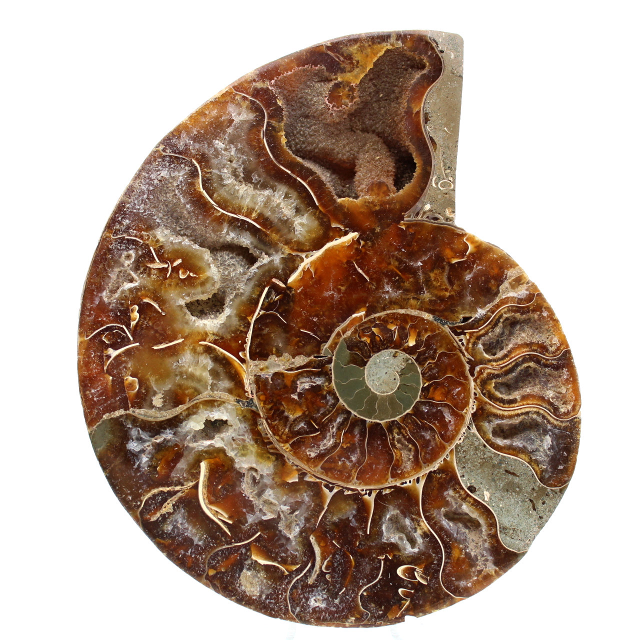 Fossiele ammoniet uit Madagaskar
