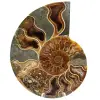 Fossiele ammoniet uit Madagaskar - 0