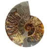 Ammoniet uit Madagaskar - 0