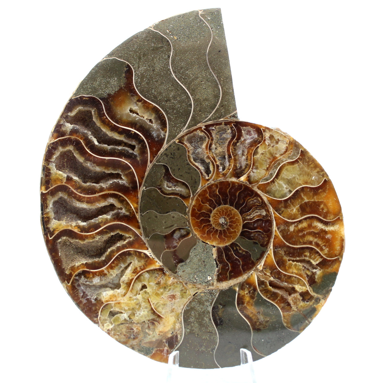 Ammoniet uit Madagaskar