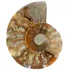 Ammoniet uit Madagaskar - 0